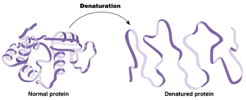 protein-denaturation
